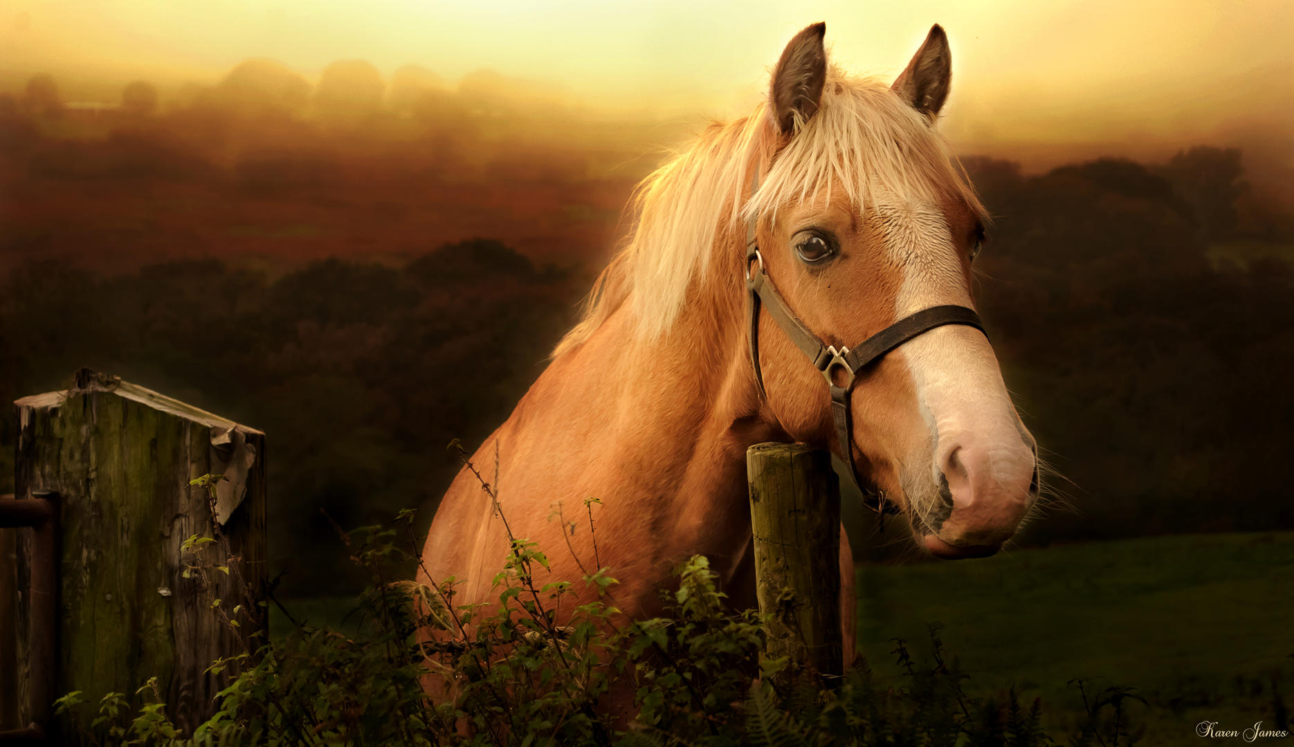 Добрая лошадка. Лошадь утро. Утро кони. Утренние лошади. Доброе утро с лошадьми.