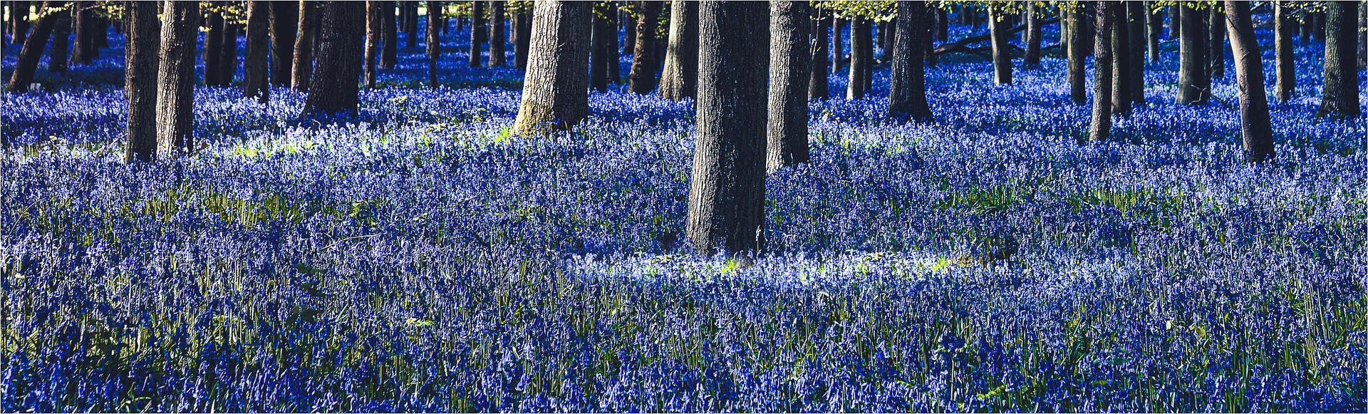 Brief and entries | Bluebells (in colour) - Flower photo contest ...