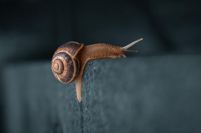 Slugs and Snails Outdoors - Animals photo contest | Photocrowd photo