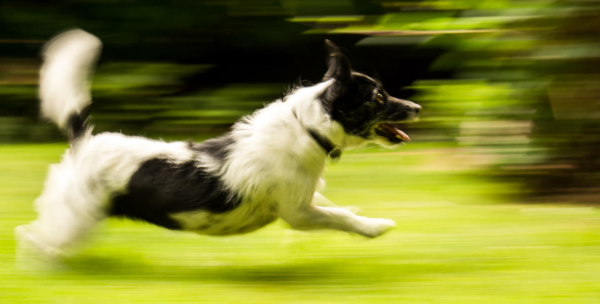 how do you photograph a dog in motion