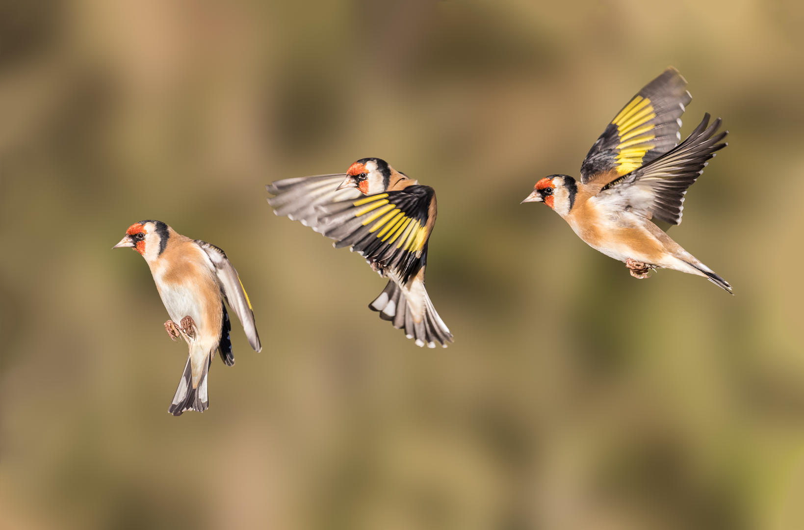 22 Tips for Photographing Birds in Flight | Photocrowd Photography ...