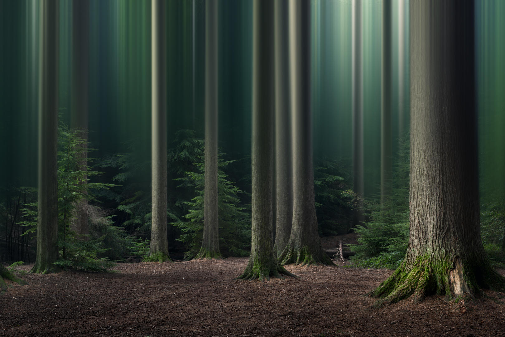 15 Simple Ideas for Forest and Woodland Photography  Photocrowd Photography Blog