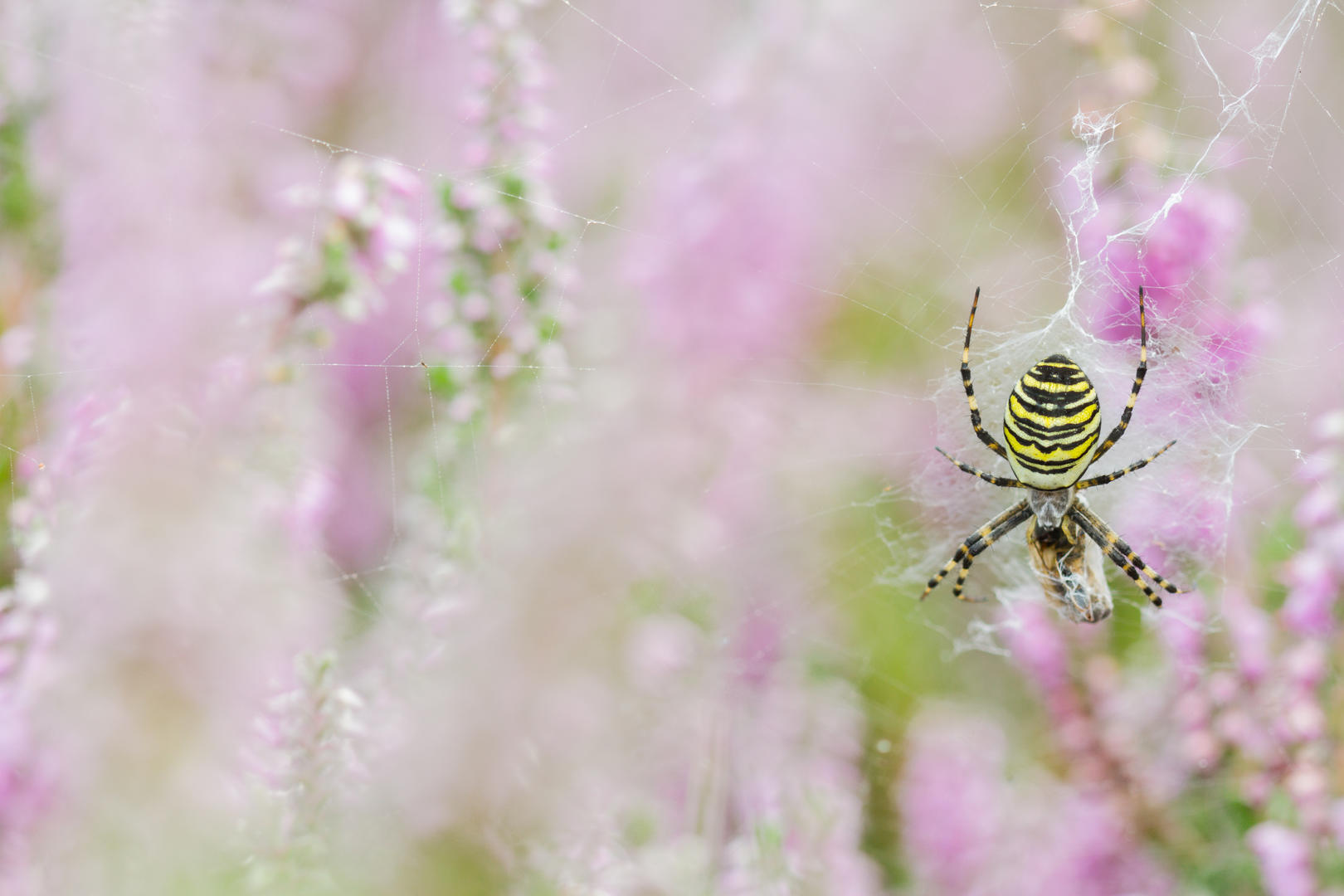 15 of the Best Spider Photographs | Photocrowd Photography Blog