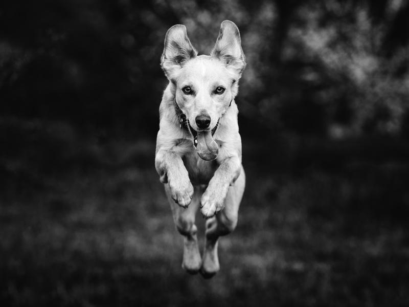 how do you photograph a dog in motion