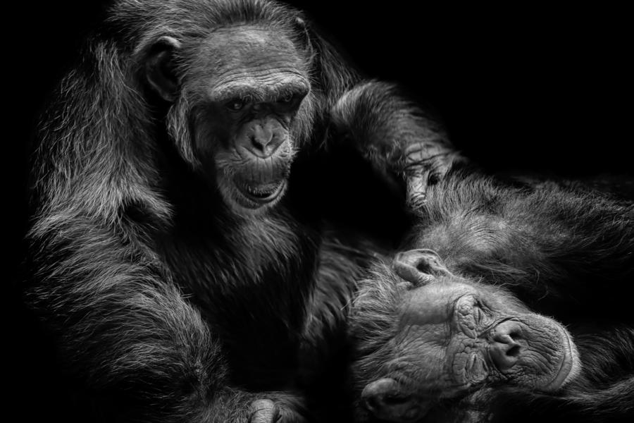 A Beginner's Guide to Zoo Photography | Photocrowd Photography Blog