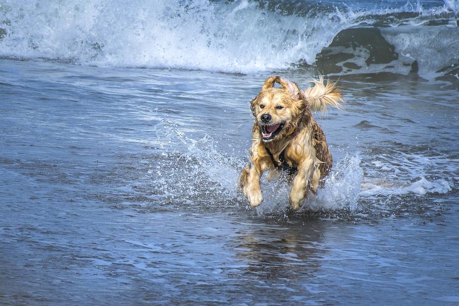 how do you photograph a dog in motion