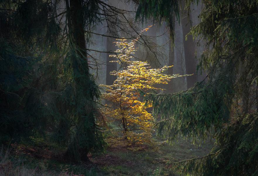 forest landscape photography