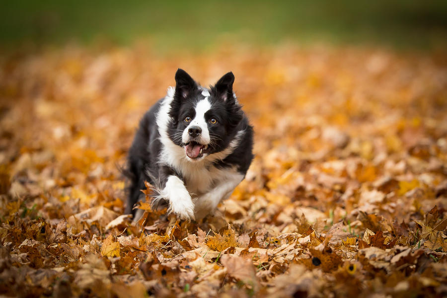 how do you photograph a dog in motion