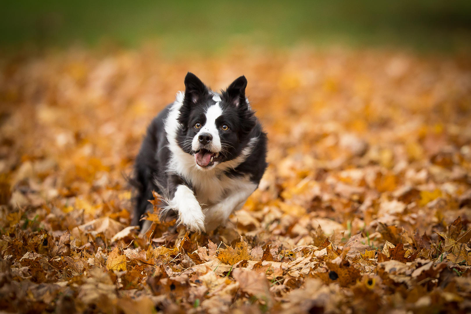 runnning with dog