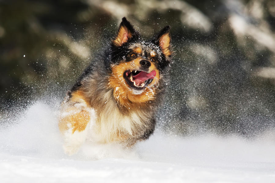 how do you photograph a dog in motion