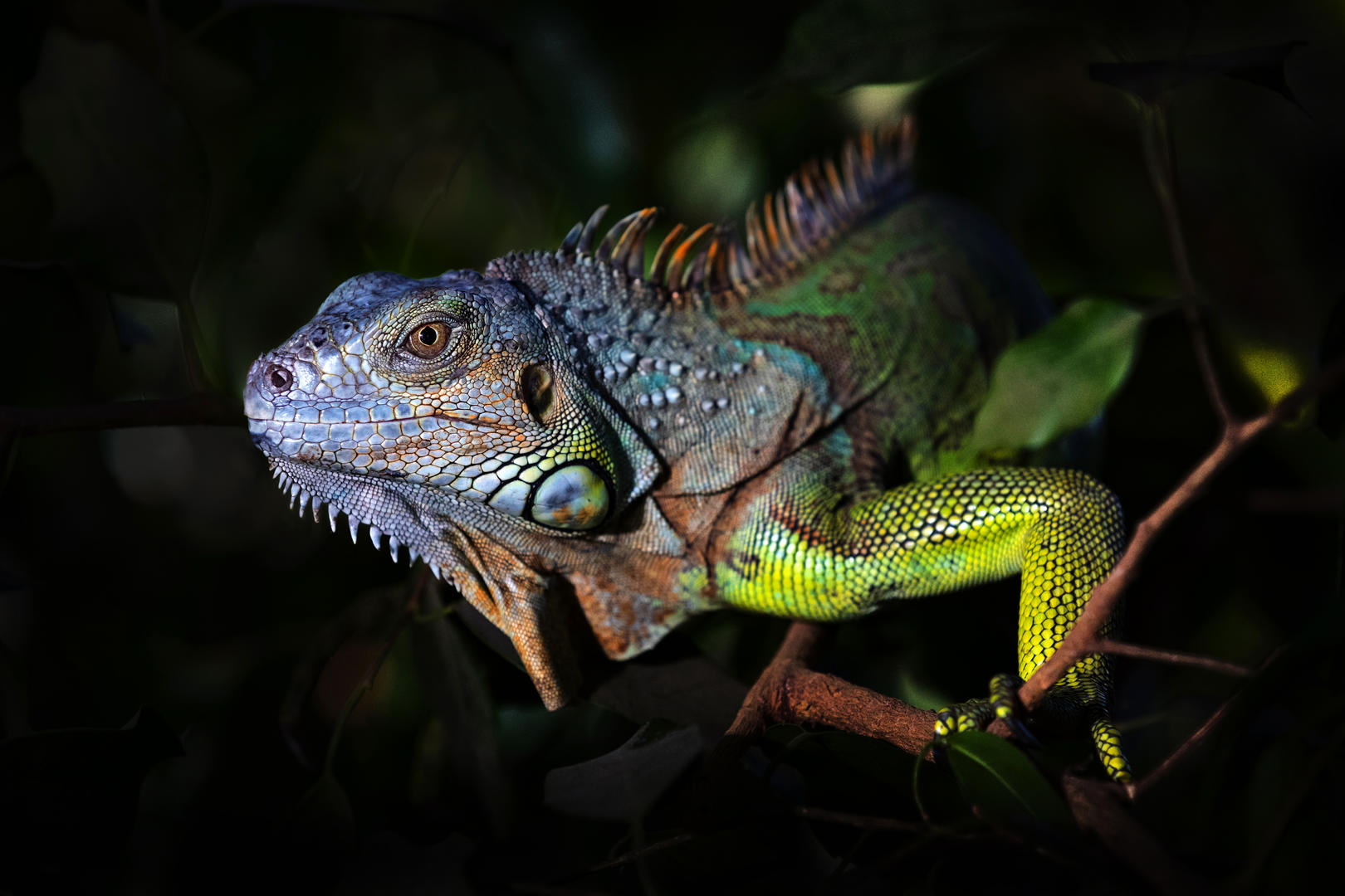 in-cold-blood-the-best-reptile-images-photocrowd-photography-blog