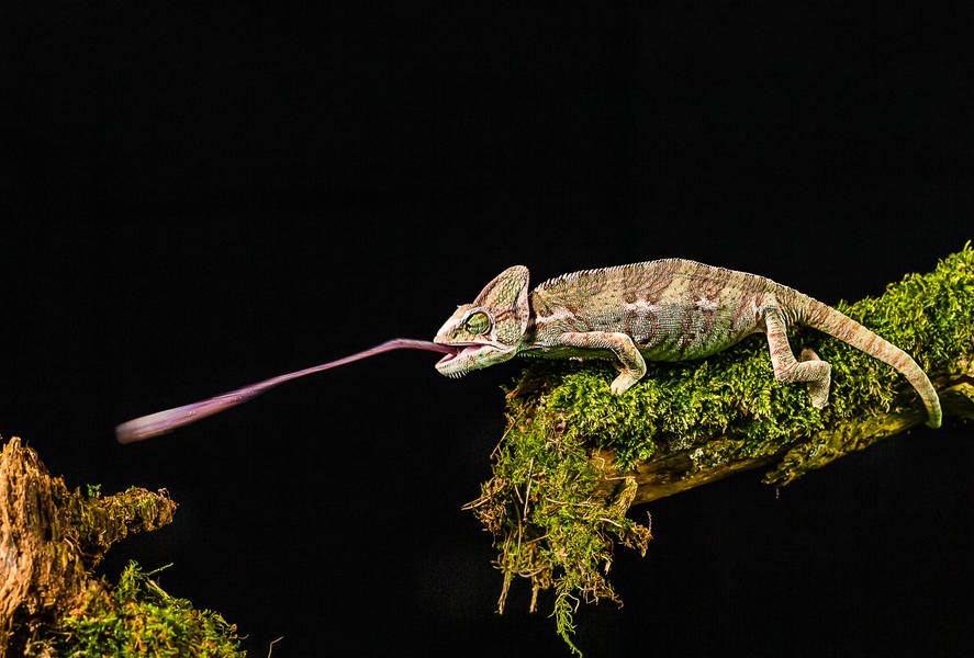 Scaled and Slimy Secrets: Unveiling the Reptile and Amphibian World