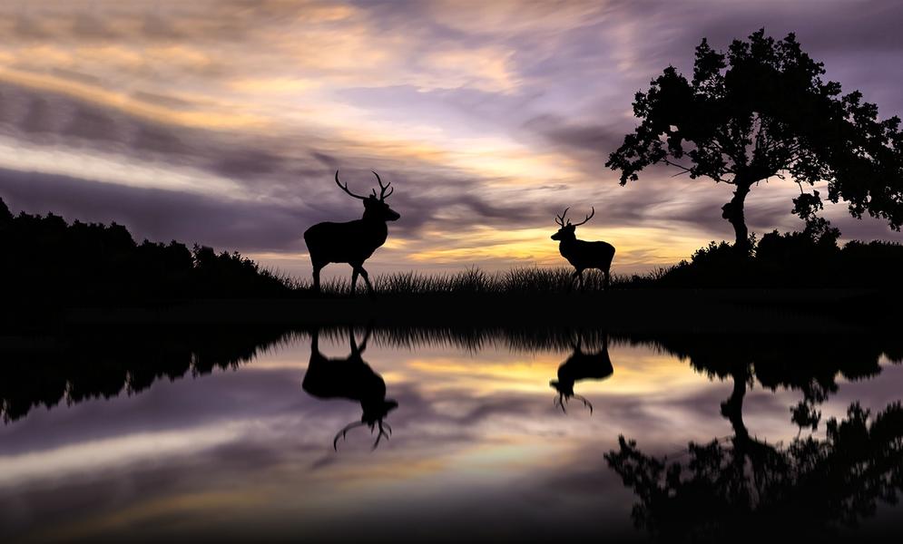 Premium Photo  A deer silhouetted against a sunset with the sun