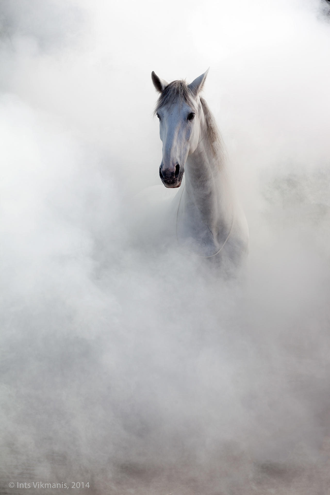 17 of the Best Examples of Horse Photography | Photocrowd Photography Blog